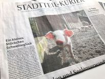 Bericht über den Nachwuchs bei den Bunten Bentheimern im WK Stadteil-Kurier vom 12.4.21
