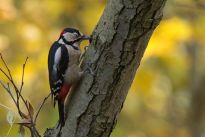 Buntspecht im Bürgerpark, Foto: Daniel Elfert