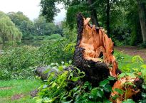 Unwetter zerstört viele Bäume im Bürgerpark, Foto: Bengt Heine