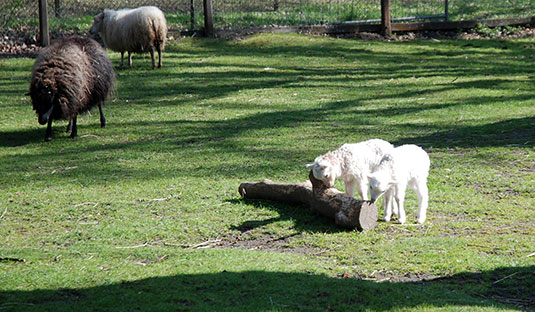 Nachwuchs bei den Schafen im Frühjahr 2021 im Bremer Bürgerpark